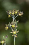 Blue cohosh